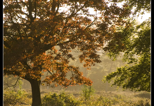 091020-Bos-66