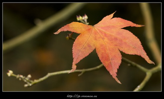 091031-Arboretum-01