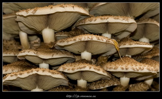 091031-Arboretum-04