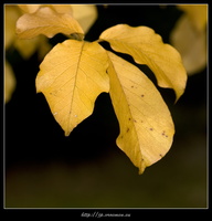 091031-Arboretum-16