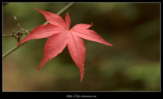 091031-Arboretum-19