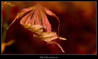 091031-Arboretum-23