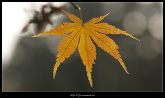 091031-Arboretum-30
