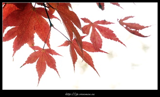 091031-Arboretum-36