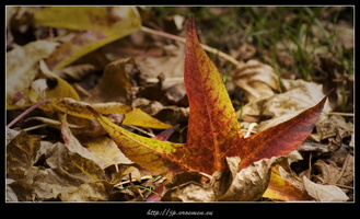 091031-Arboretum-47