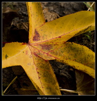 091031-Arboretum-48