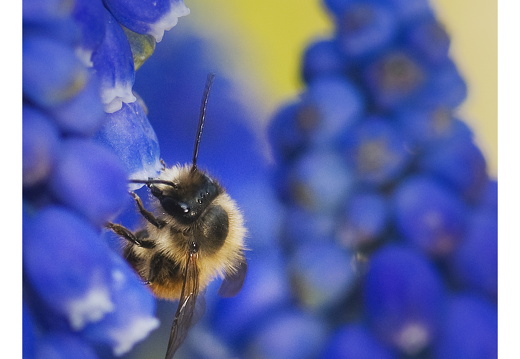 100411-ArboretumDoorn-02