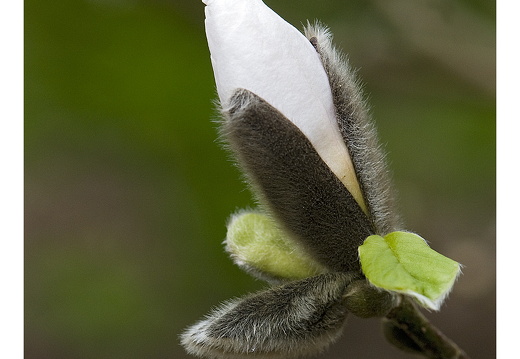 100411-ArboretumDoorn-05