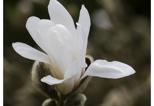 100411-ArboretumDoorn-08