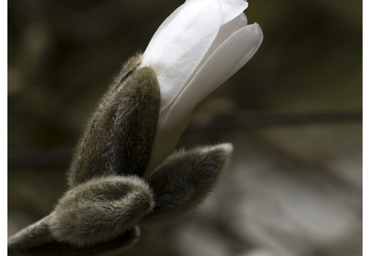 100411-ArboretumDoorn-09