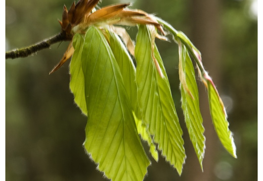 100411-ArboretumDoorn-10