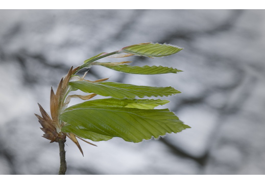 100411-ArboretumDoorn-11