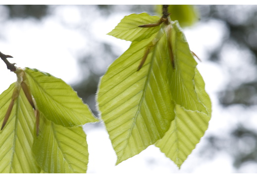 100411-ArboretumDoorn-12