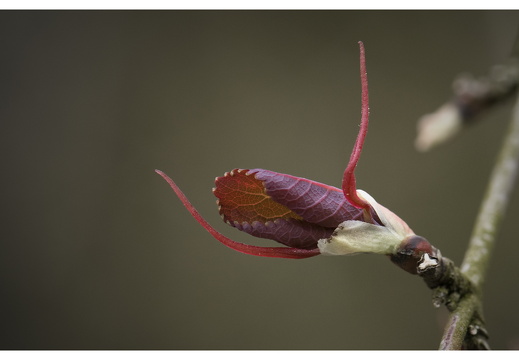 100411-ArboretumDoorn-17