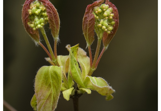 100411-ArboretumDoorn-18