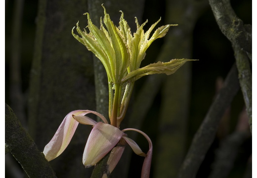 100411-ArboretumDoorn-21