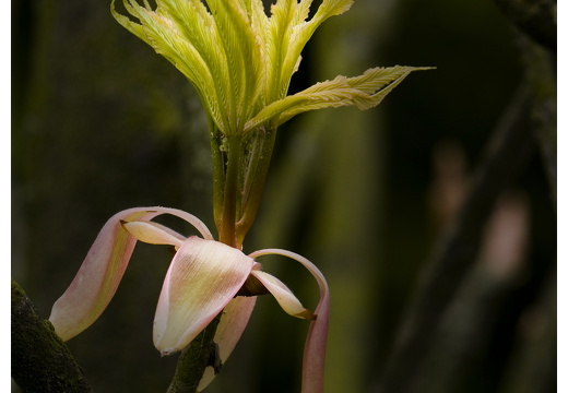 100411-ArboretumDoorn-22