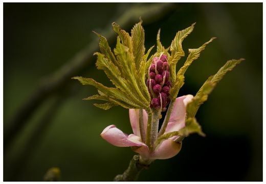 100411-ArboretumDoorn-23
