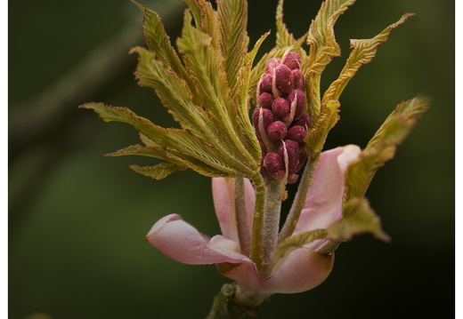 100411-ArboretumDoorn-24