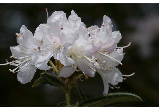 100411-ArboretumDoorn-27