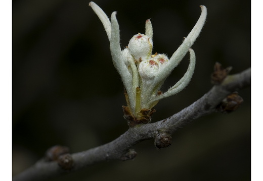 100411-ArboretumDoorn-28