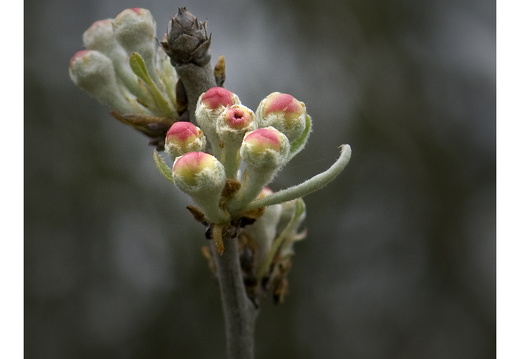 100411-ArboretumDoorn-29