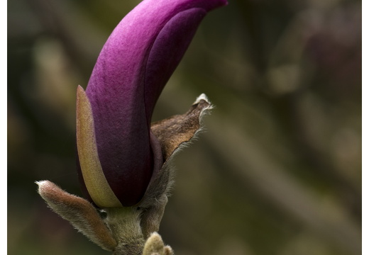 100411-ArboretumDoorn-35