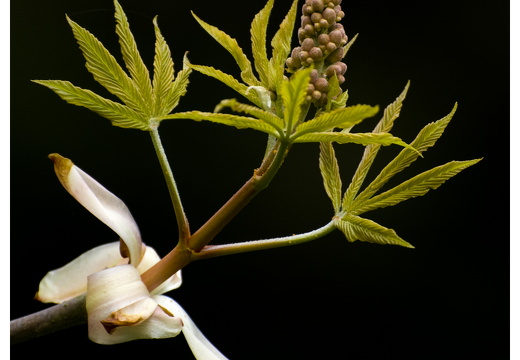 100411-ArboretumDoorn-38