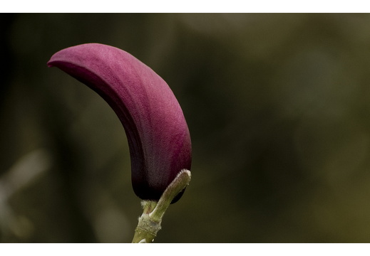 100411-ArboretumDoorn-40