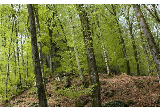 100429-Ardennen-33
