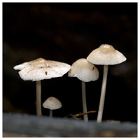 100929-Paddos-046
