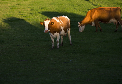 120721-Loenen-D800-16