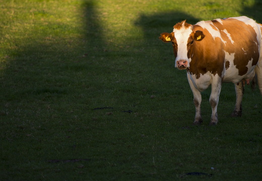 120721-Loenen-D800-17