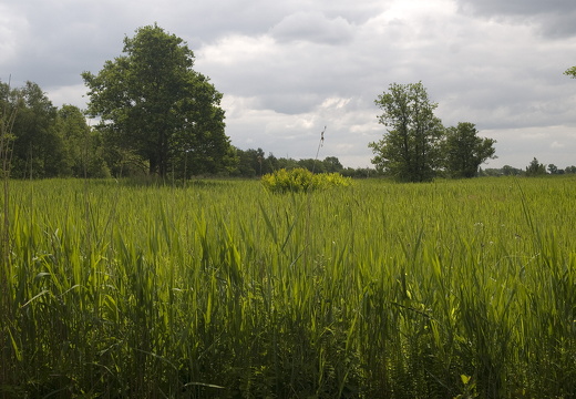 120605-Nieuwkoop-11