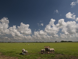 120729-NoordHolland-D300-07