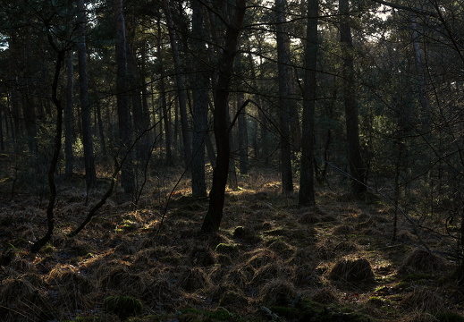 140105-Kootwijkerzand-001