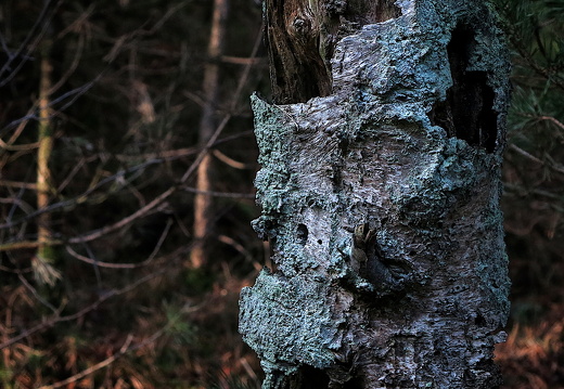 140105-Kootwijkerzand-006