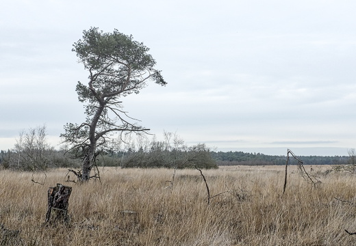 141213-DeUtrecht-105