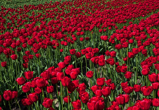 140426-Koningsdag-10