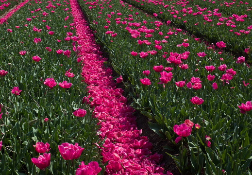 140426-Koningsdag-15