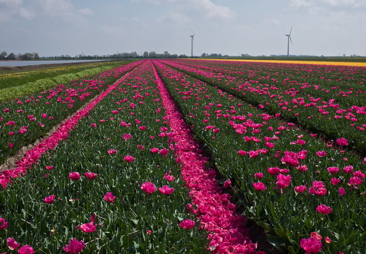 140426-Koningsdag-16