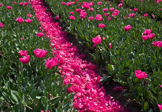 140426-Koningsdag-17