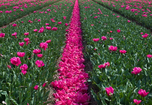 140426-Koningsdag-18