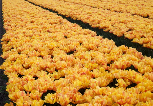 140426-Koningsdag-19