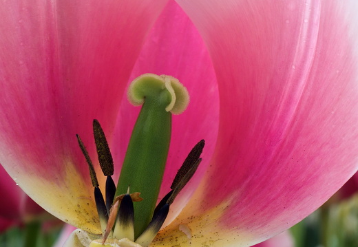 140429-Huwelijksdag-10