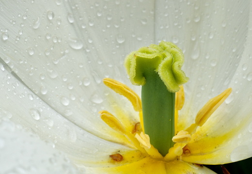 140429-Huwelijksdag-12