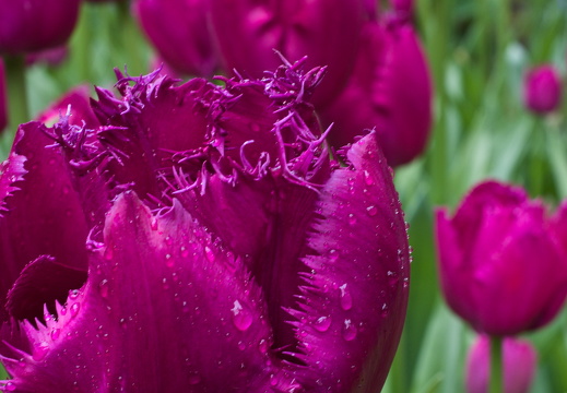 140429-Huwelijksdag-14