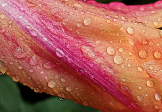 140429-Huwelijksdag-15