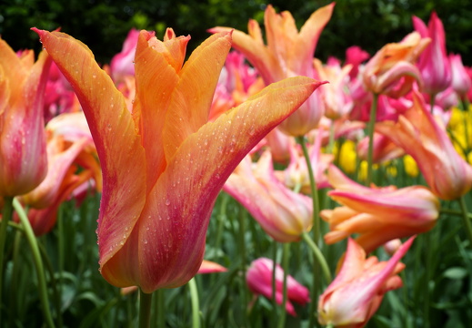 140429-Huwelijksdag-16