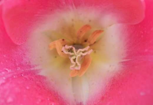 140429-Huwelijksdag-17